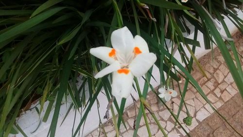 Close-up of white flowers blooming outdoors