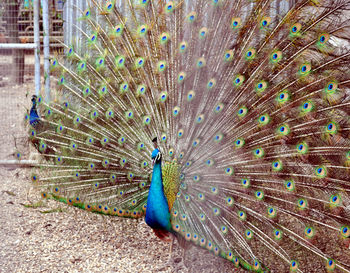 Close-up of peacock