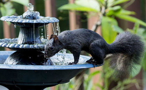 Side view of black squirrel drinking water from fountain