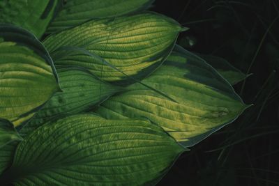 Close-up of green leaves