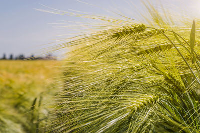 Close-up of wheat growing on field