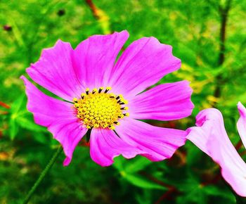 Close-up of pink flower