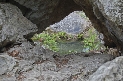 Close-up of lizard on rock formation