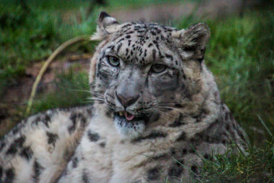 Close-up portrait of a cat on field