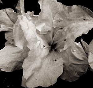 Close-up of flower against black background