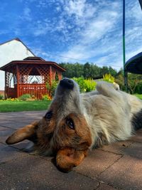 Dog lying down 