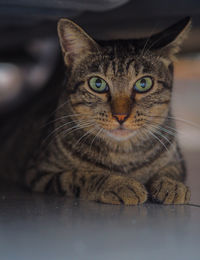 Close-up portrait of my beloved cat