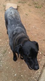 High angle view of black dog on field