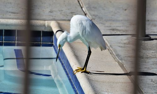 View of seagull perching on metal