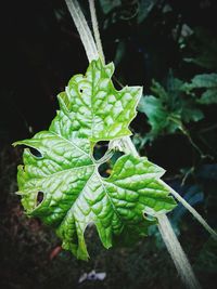 Close-up of insect on plant