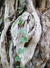 Close-up of tree trunk