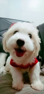 Close-up portrait of white dog