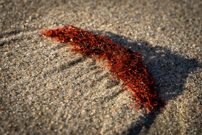 High angle view of red crab on sand