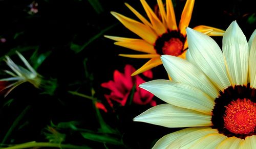 Close-up of yellow flowers