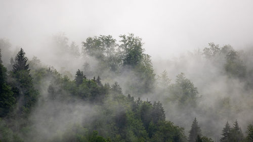 Trees in forest against sky