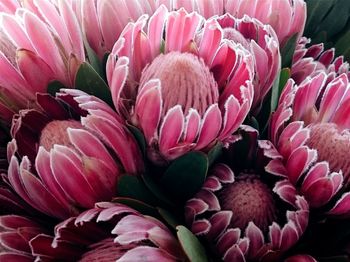 Close-up of pink flowers