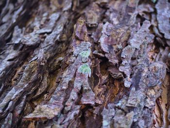 Full frame shot of tree trunk