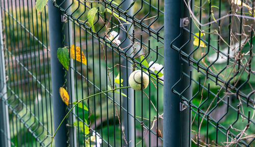 View of bird in cage