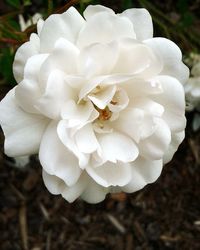 Close-up of white flowers blooming outdoors