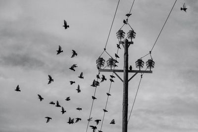 Low angle view of birds flying in sky