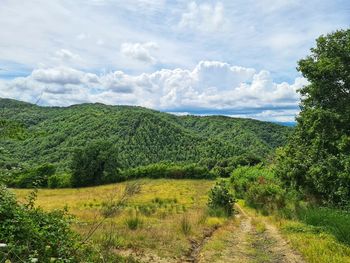 Scenic view of field against sky