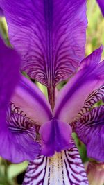 Close-up of purple flowering plant