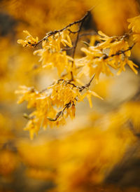 Close-up of yellow flower