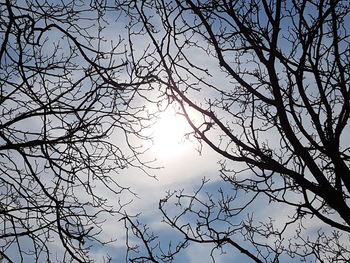 Low angle view of bare tree against sky