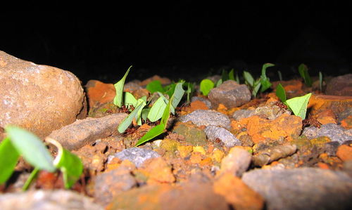 Close-up of plants growing on rock at night