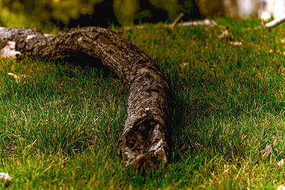 Close-up of lizard on grass