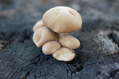 Close-up of mushrooms growing on wood