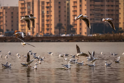 Seagulls flying over lake