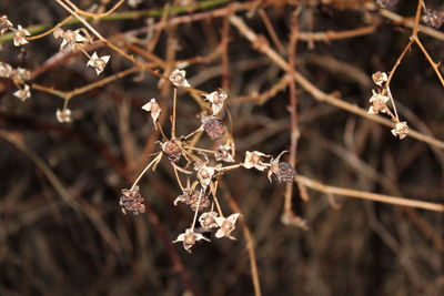 Close-up of wilted plant