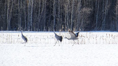 View of birds on snow covered land