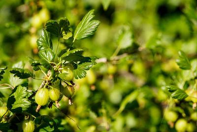 Close-up of fresh gooseberries on plant