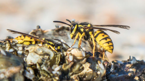 Close-up of wasps against blurred background