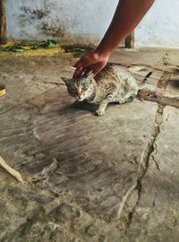 Hand touching cat