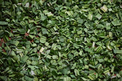 Full frame shot of fresh green plants