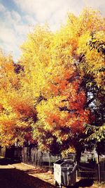 Yellow flowers growing on tree