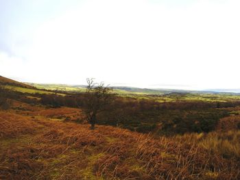 Scenic view of agricultural field against clear sky