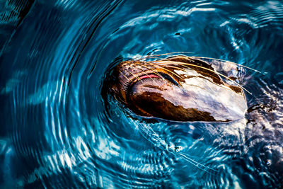 Close-up of turtle swimming in sea