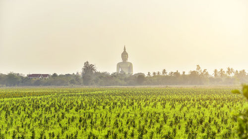 Scenic view of agricultural field against clear sky