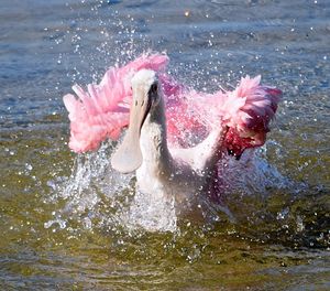 Roseate spoonbill in lake