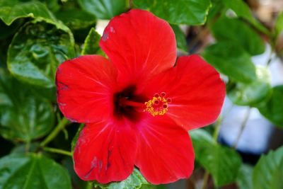 Close-up of red hibiscus blooming outdoors