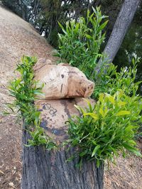 Plants growing on a tree