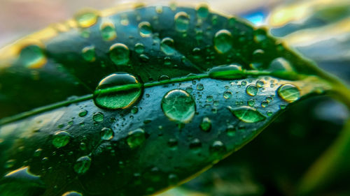 Close-up of raindrops on leaves