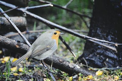 Close-up of bird perching on ground