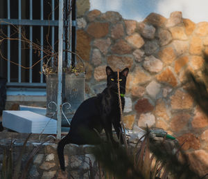 Portrait of a cat sitting on stone wall