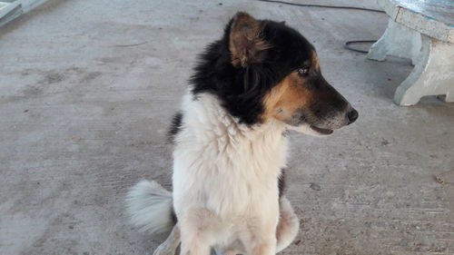 High angle view of dog looking away