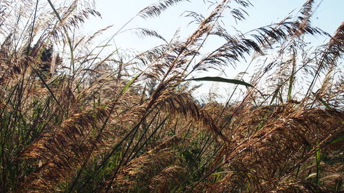 Low angle view of trees on field against sky